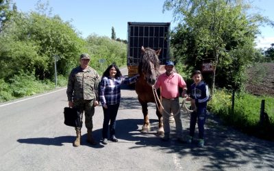 Potro de buen potencial genético llega para mejorar raza equina en los campos de Bulnes