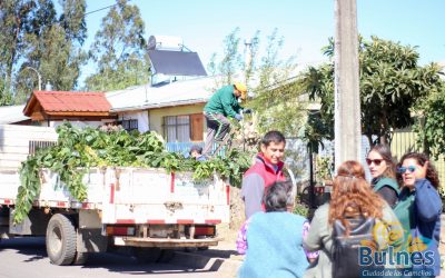 Municipalidad y Conaf trabajan realizan campaña integral de manejo de áreas verdes en la población O”Higgins