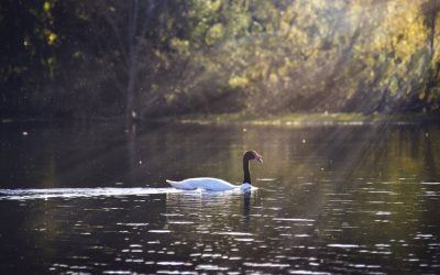 Seminario analizará como proteger la emblemática laguna Santa Elena de Bulnes