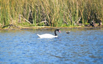 Laguna Santa Elena será postulada a humedal protegido