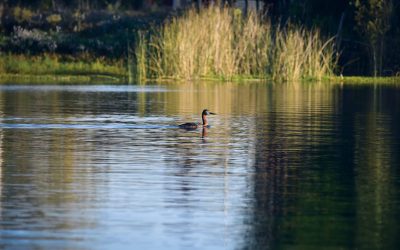 Subsecretaría del Medioambiente inició trabajo para declarar Santuario de la Naturaleza a la Laguna Santa Elena de Bulnes