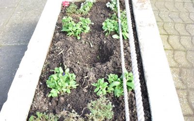 Municipio llama a cuidar áreas verdes frente al robo de especies vegetales