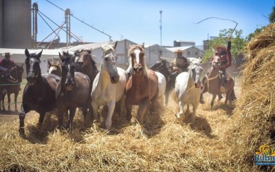 Alcalde de Bulnes invita a la Trilla más grande del país a comienzos de febrero🐴