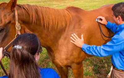 Llamado a Concurso Profesional Médico Veterinario para el Prodesal de la comuna de Bulnes