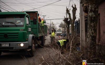 Comenzó a ser ejecutado Plan de Podas en Bulnes