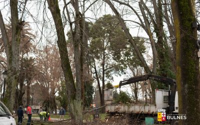 Bulnes inicia poda preventiva de árboles en la Plaza de Armas