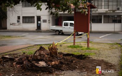 Para cuidar a nuestros vecinos y áreas verdes: continúan los trabajos de raleo y poda preventiva de árboles