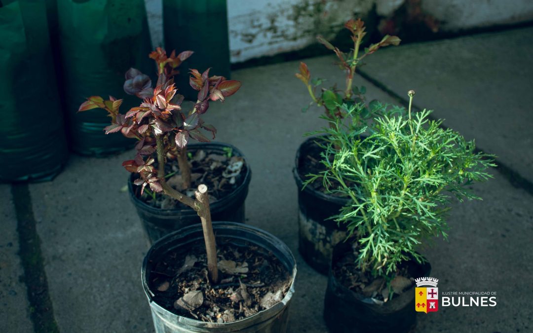 Municipio adquiere flores para adornar las plazas y parques de la comuna